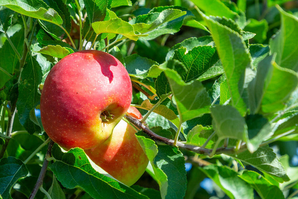 вкусные яблоки Эльстар и Гала у яблони под голубым небом - Фото, изображение