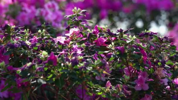 Close-up van prachtige paarse bloesem azalea bloemen in de tuin. Natuurlijke lente bloemen achtergrond. - Video