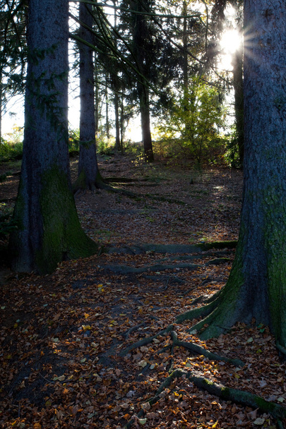 Beautiful sunshine in the autumn forest - Fotoğraf, Görsel