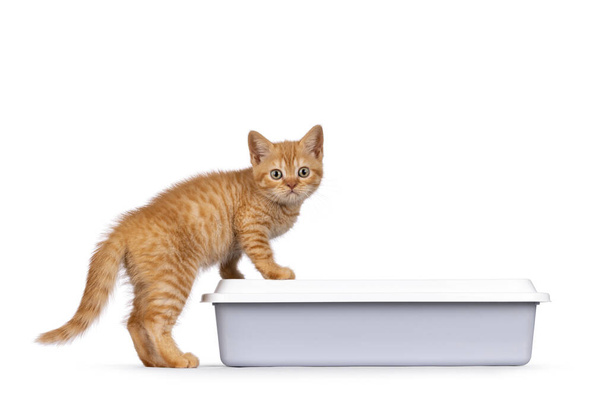 かわいい赤い英国の短毛猫の子猫は、灰色のオープンリターボックスに足を踏み入れます。カメラの方をまっすぐ見る。白い背景に隔離された. - 写真・画像