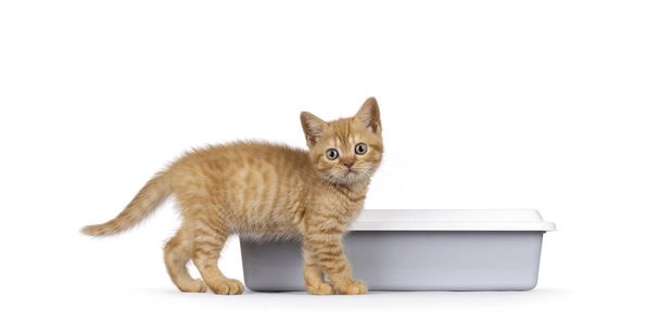 Şirin kırmızı İngiliz Shorthair kedi yavrusu, gri açık çöp kutusunun önünde duruyor. Doğruca kameraya bakıyor. Beyaz bir arkaplanda izole edilmiş. - Fotoğraf, Görsel
