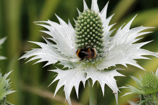 Ornamental sea holly, Eryngium species, green flowers with silver bracts with bumblebee and a blurred background of leaves. - Photo, Image