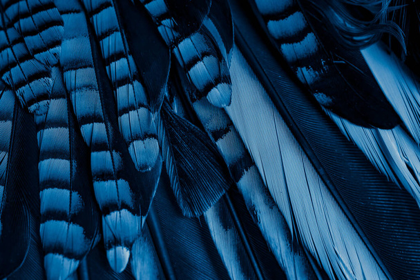 plumas de Jay azul y negro. fondo o textura - Foto, imagen