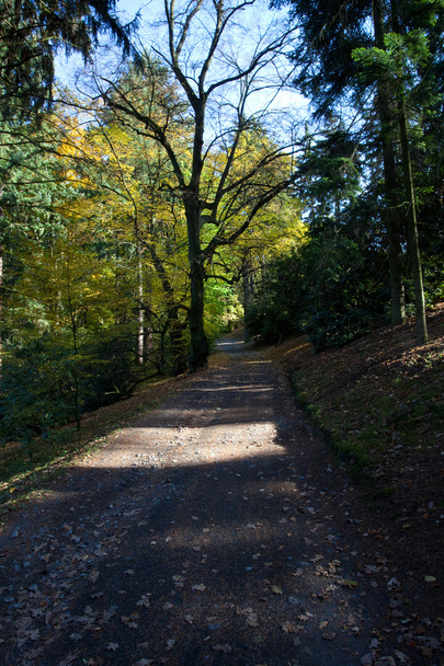 Beautiful sunshine in the autumn forest - Fotoğraf, Görsel
