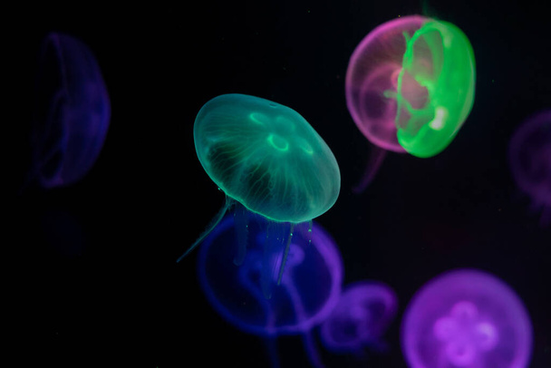 Medusas coloridas primer plano con fondo oscuro - Foto, Imagen