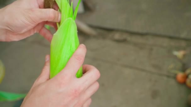 A frissen szedett kukoricát meghámozzák, és közelről mutatják be a kamerának. Zöld levelek kukoricán. Szüret gabonatermés. Gabonanövények hazai termesztése. Kéz szedés növények a kertben. Magas - Felvétel, videó
