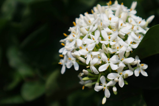 Τα άνθη Soka στην Ινδονησία ονομάζονται επίσης λευκά σιαντανικά λουλούδια, συμπεριλαμβανομένων των λευκών ιαπωνικών soka ή των κοντών λευκών soka (nanus ixora). Τα λουλούδια Ixora ή soka περιέχουν σαπωνίνες και φλαβονοειδή. Αυτό το φυτό μπορεί να χρησιμοποιηθεί ως φάρμακο για πληγές.. - Φωτογραφία, εικόνα