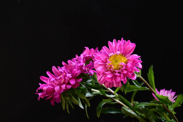 bouquet of beautiful pink flowers on dark background - Photo, image