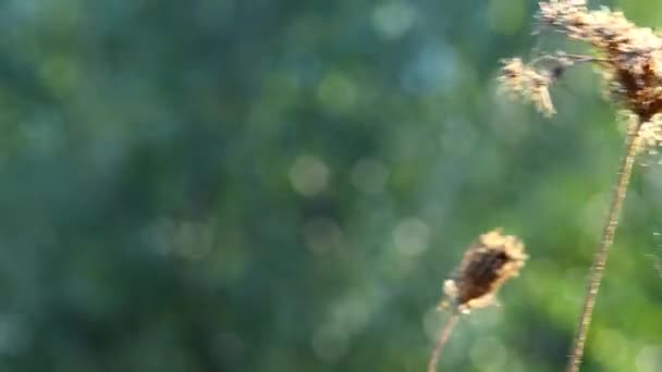 Karotten mit Samen und Spinnennetz auf einer Wiese in Deutschland im Gegenlicht - Filmmaterial, Video