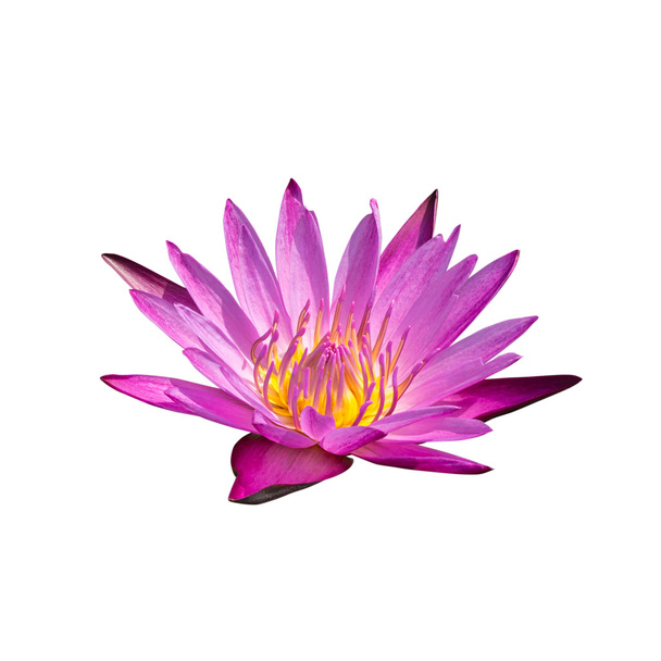 Růžový lotos - Fotografie, Obrázek