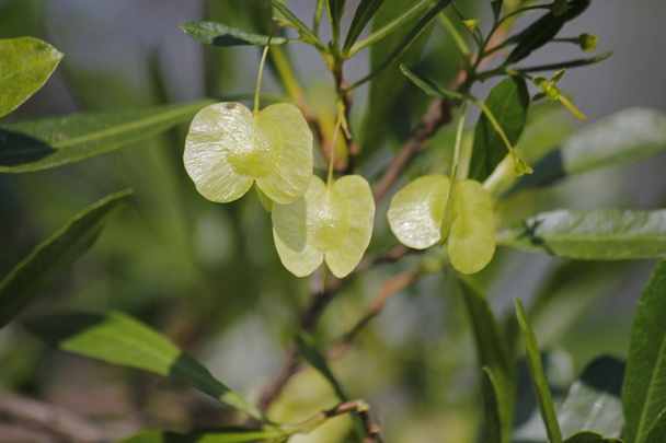 Silver Cluster-leaf, Terminalia sericea - Photo, Image
