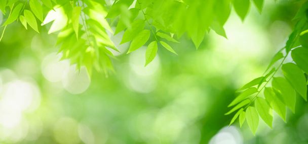 Κλείσιμο του όμορφη θέα στη φύση πράσινο φύλλο σε θολή φόντο πρασίνου στον κήπο με αντίγραφο χώρου χρησιμοποιώντας ως φόντο την έννοια της σελίδας κάλυψης. - Φωτογραφία, εικόνα
