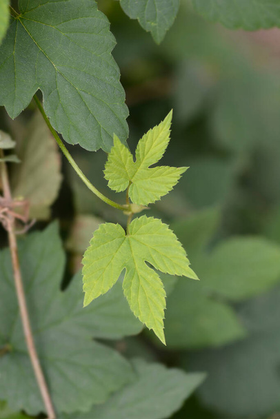 Common hop leaves - Latin name - Humulus lupulus - Фото, изображение