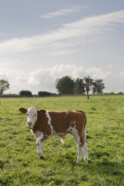 Calf outside on pasture - Foto, afbeelding