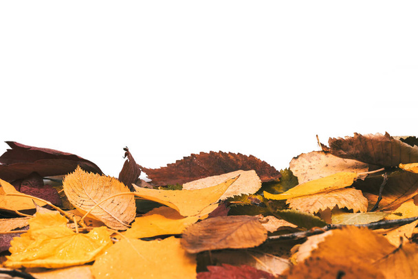 Осенние листья после дождя крупным планом на белом фоне. - Фото, изображение