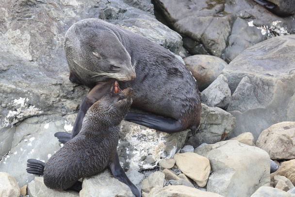 Neuseelaendischer Seebaer / Nuova Zelanda fur seal / Arctocephalus forsteri - Foto, immagini
