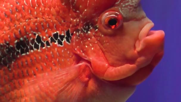 Krásná červená ryba s velkýma očima plave ve vodě v akváriu. - Záběry, video