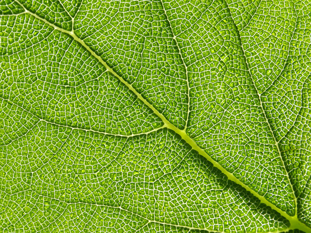 Green leaf texture - Φωτογραφία, εικόνα