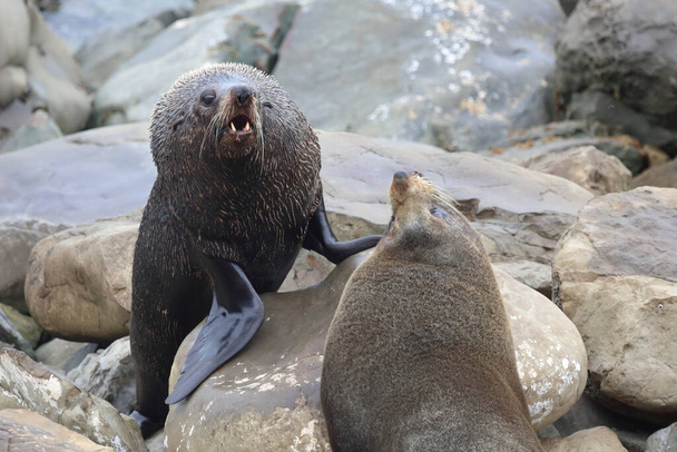 Neuseelaendischer Seebaer / Nuova Zelanda fur seal / Arctocephalus forsteri - Foto, immagini