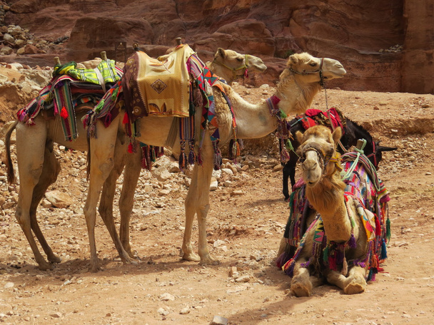 Camelos
 - Foto, Imagem