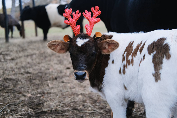 Ünnepi jelmez borjún a Boldog Karácsonyi farm köszöntésére. - Fotó, kép