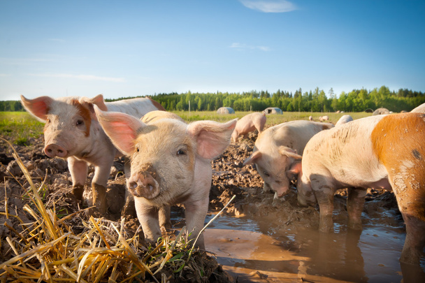 Багато милих свиней на свинарнику
 - Фото, зображення