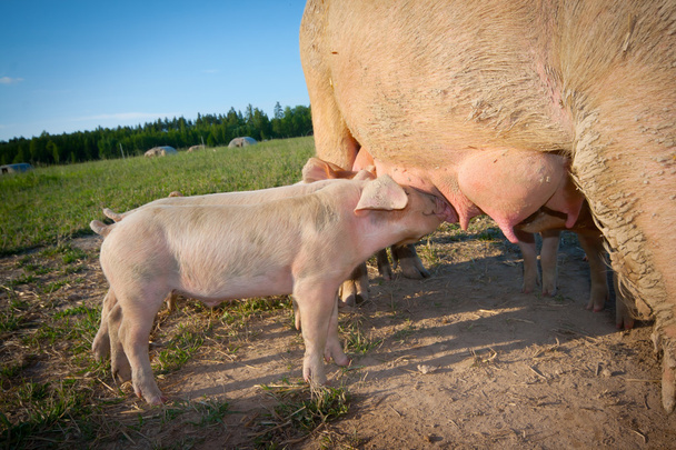 Маленькие свиньи питаются матерью
 - Фото, изображение
