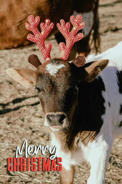 メリークリスマスファーム挨拶のための子牛の休日の衣装. - 写真・画像