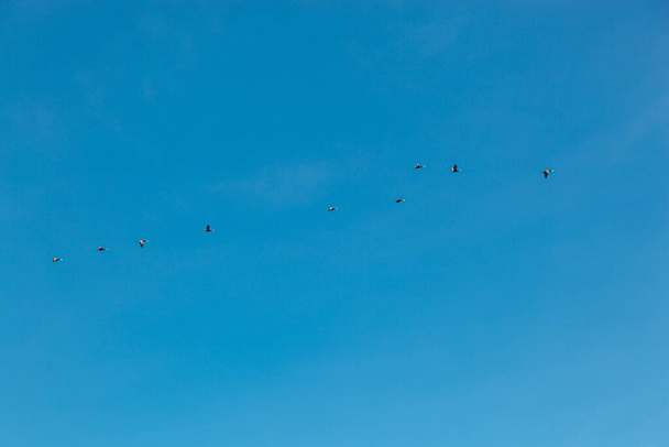 uno stormo di uccelli che volano nel cielo blu primo piano - Foto, immagini