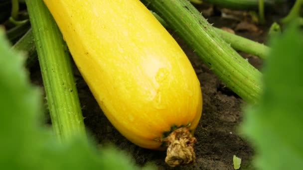 黄色の大きな熟したズッキーニ、ズッキーニは緑の葉の間のベッドの上にあります。有機野菜の栽培 - 映像、動画
