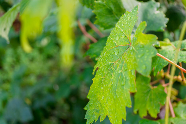 Wet green grape leaf close up. Raindrops on leaves. - Foto, afbeelding