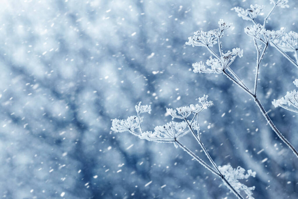 Зимний и рождественский фон с замерзшими сухими растениями на размытом фоне во время снегопада - Фото, изображение
