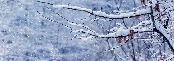 Met sneeuw bedekte boomtak met droge bladeren in het bos tijdens sneeuwval - Foto, afbeelding
