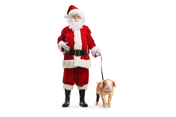 Full length portrait of santa claus with a piglet on a lead isolated on white background - 写真・画像