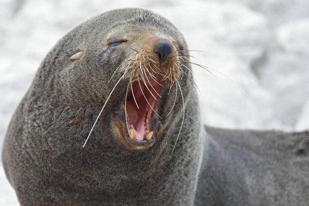 Neuseelaendischer Seebaer / New Zealand fur seal / Arctocephalus forsteri - Фото, зображення