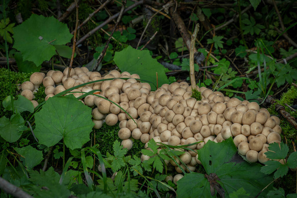 Puffballs on old fallen tree in green leafs in mountains summer evening - Photo, Image