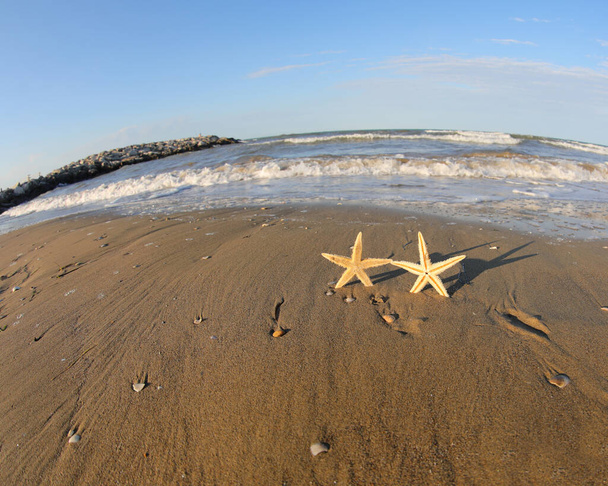 két kis tengeri csillag a tengerparton nyáron, ami majdnem úgy tűnik, hogy fogja egymás kezét - Fotó, kép
