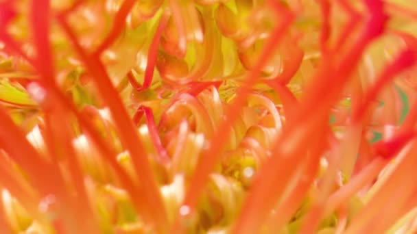 Close-up van bloem met onderwaterbelletjes. Voorraadbeelden. Mooie heldere bloem onder water. Bloemknop in helder water. - Video