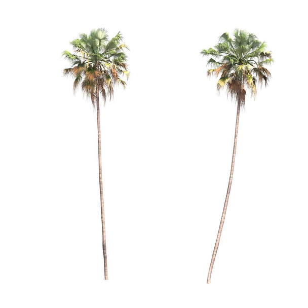 palm trees isolated on white background, 3D illustration, cg render - Photo, Image