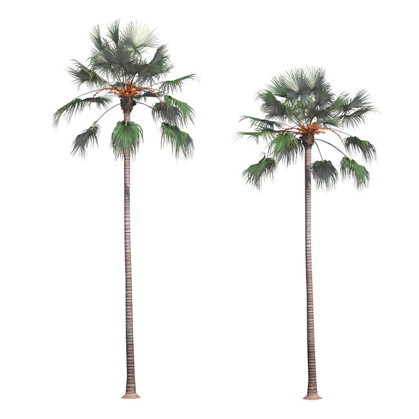 Palmen isoliert auf weißem Hintergrund, 3D-Illustration, cg-Render - Foto, Bild