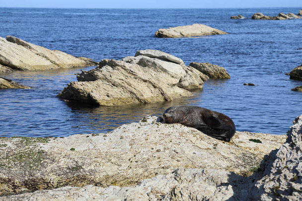 Neuseelaendischer Seebaer / New Zealand fur seal / Arctocephalus forsteri - Photo, Image