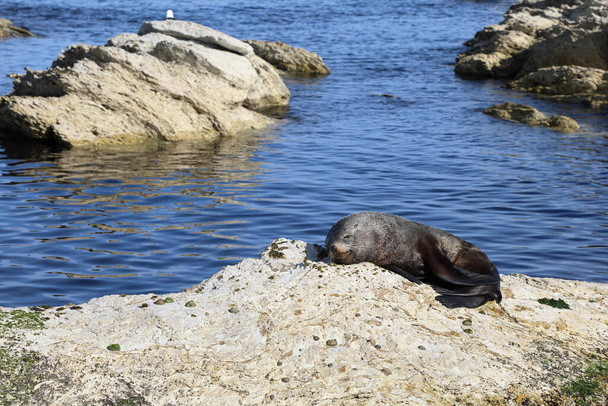 Neuseelaendischer Seebaer / New Zealand fur seal / Arctocephalus forsteri - Foto, immagini