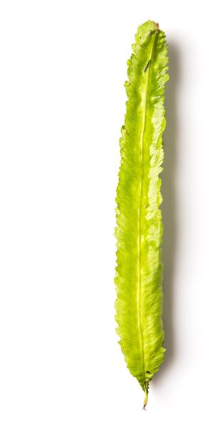 Winged bean vegetable over white background - Photo, Image