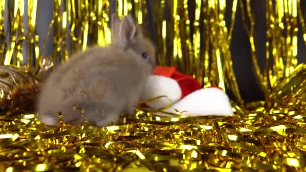 Jogando coelho com ouropel de ouro de Ano Novo e chapéu de perto. - Filmagem, Vídeo