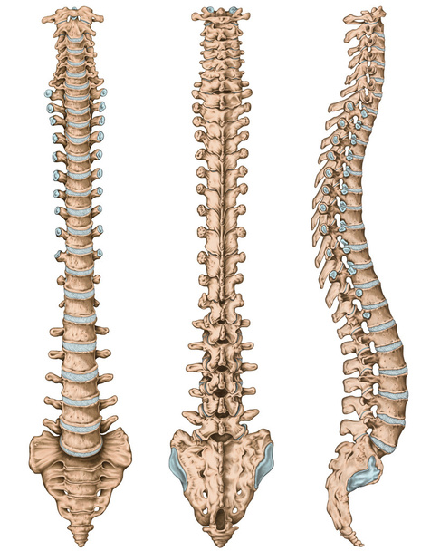 Anatomii ludzkiego układu kostnego, ludzkiego układu kostnego, szkielet, kręgosłupa, columna vertebralis, kręgosłupa, kości kręgosłupa, ściany tułowia, anatomicznych ciała, przedniej, tylnej i bocznej widok - Zdjęcie, obraz