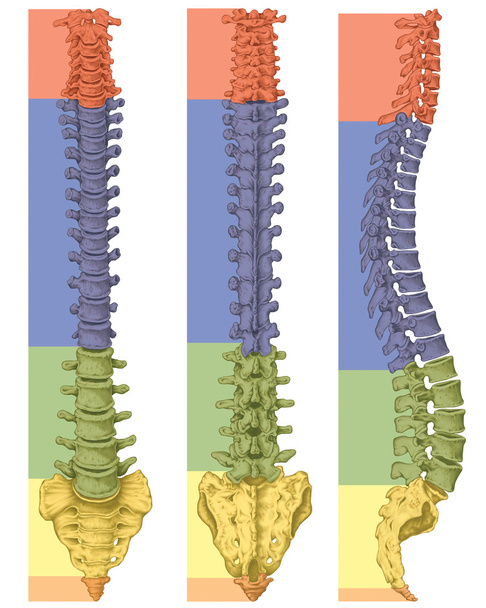 Anatomy of human bony system, human skeletal system, the skeleton, spine, columna vertebralis, vertebral column, vertebral bones, trunk wall, anatomical body, anterior, posterior and lateral view - Photo, Image