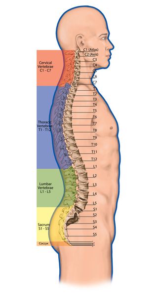 Didaktinen aluksella, anatomia ihmisen luinen järjestelmä, ihmisen luuston, luuranko, selkäranka, luinen selkäranka, columna selkäranka, selkäranka, selkärangan, selkärangan luut, anatominen elin, sivusuunnassa
 - Valokuva, kuva