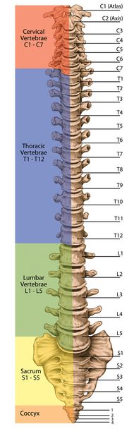 Tablero didáctico, anatomía del sistema óseo humano, sistema esquelético humano, el esqueleto, la columna vertebral ósea, columna vertebral, huesos vertebrales, pared del tronco, cuerpo anatómico, vista anterior
 - Foto, Imagen