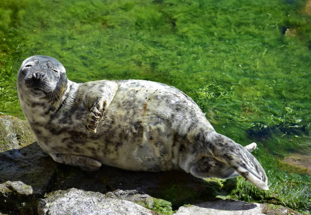 Cute seal resting on shore with seaweeds looking at camera - Photo, Image