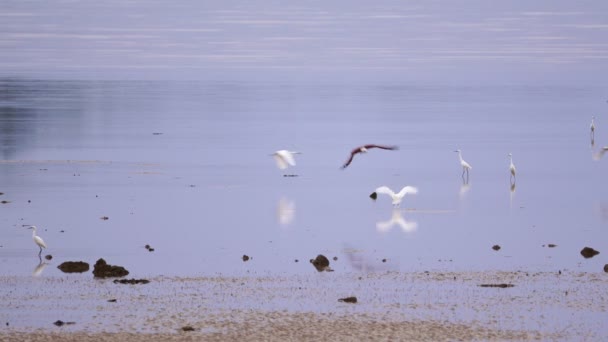 Λευκό egret στη θάλασσα το πρωί και κόκκινο γεράκι ορμώντας θήραμα, λευκό egret αναζητούν τροφή μαζί στο νερό της θάλασσας χαμηλή παλίρροια στο Πουκέτ της Ταϊλάνδης - Πλάνα, βίντεο